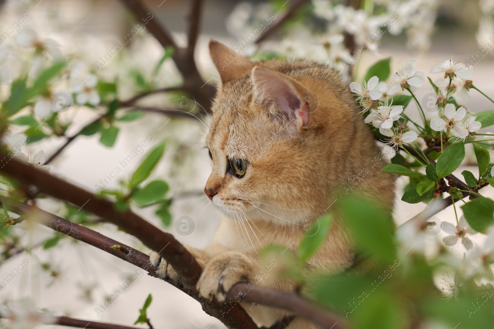 Photo of Cute cat among blossoming spring tree branches outdoors