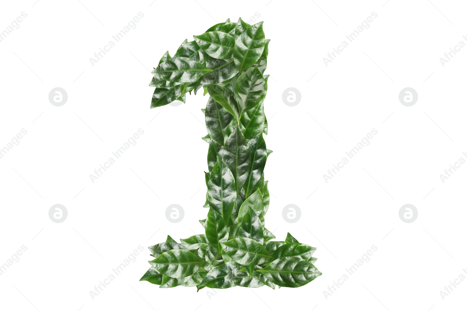 Image of Number 1 made of fresh green leaves on white background