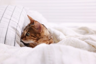 Photo of Cute Bengal cat lying on bed at home. Adorable pet