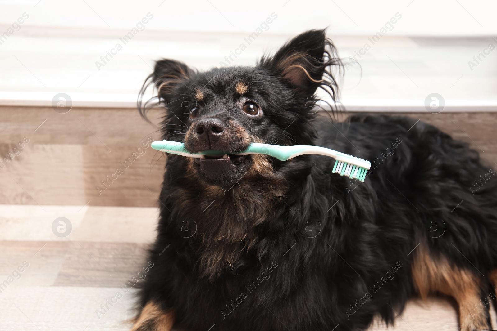 Photo of Long haired dog holding toothbrush at home