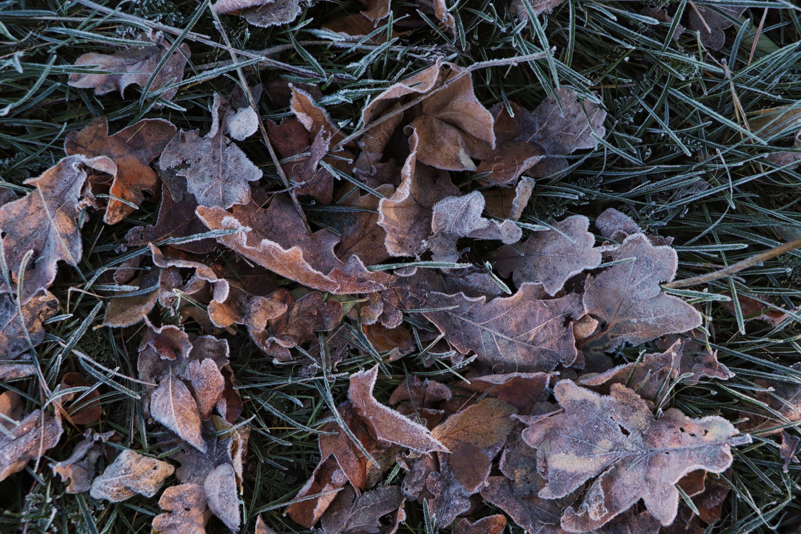 Photo of Beautiful yellowed leaves on grass covered with frost outdoors, top view. Autumn season