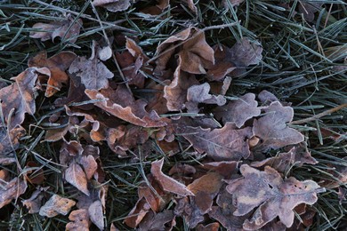 Beautiful yellowed leaves on grass covered with frost outdoors, top view. Autumn season