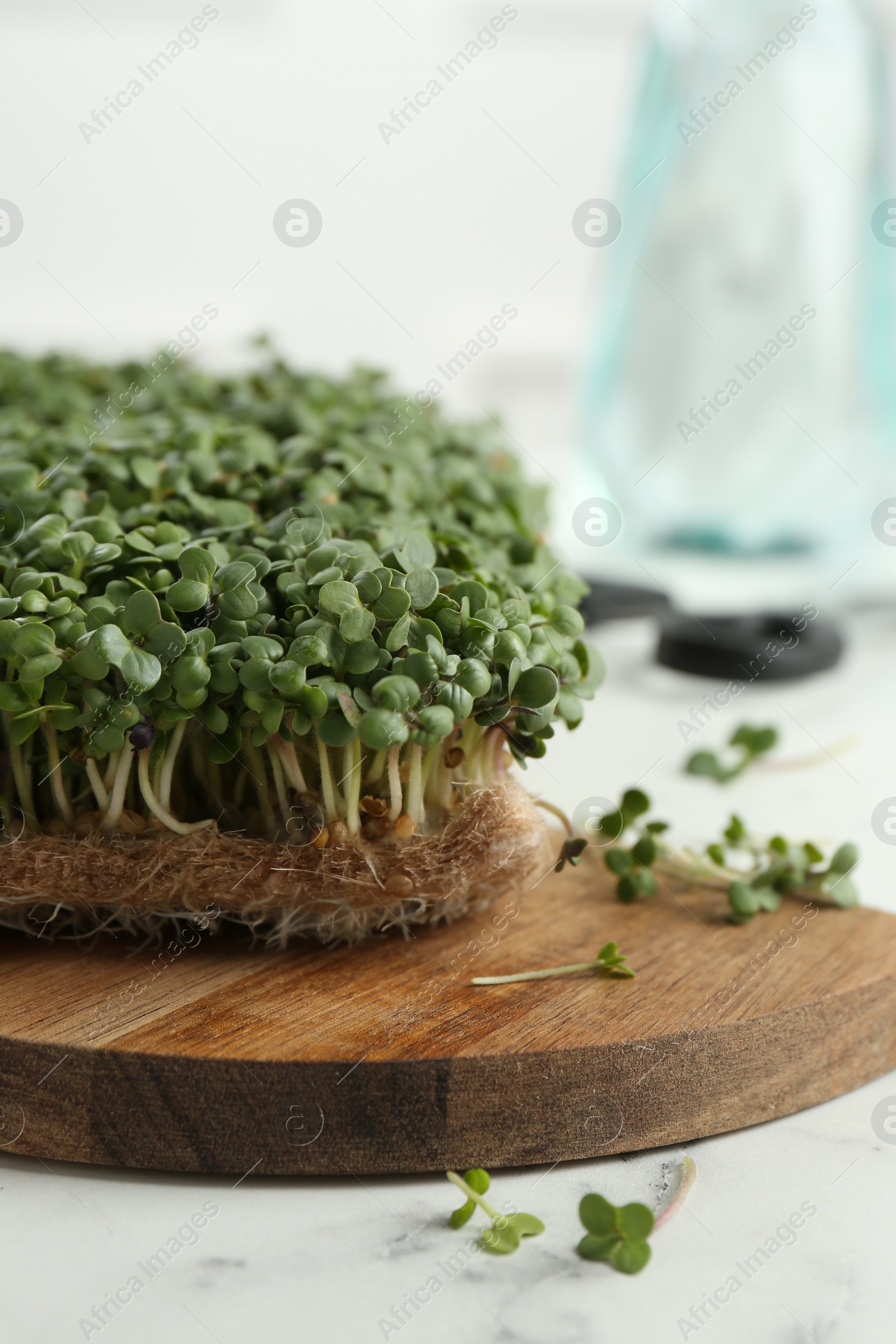 Photo of Fresh daikon radish microgreen on white marble table, closeup