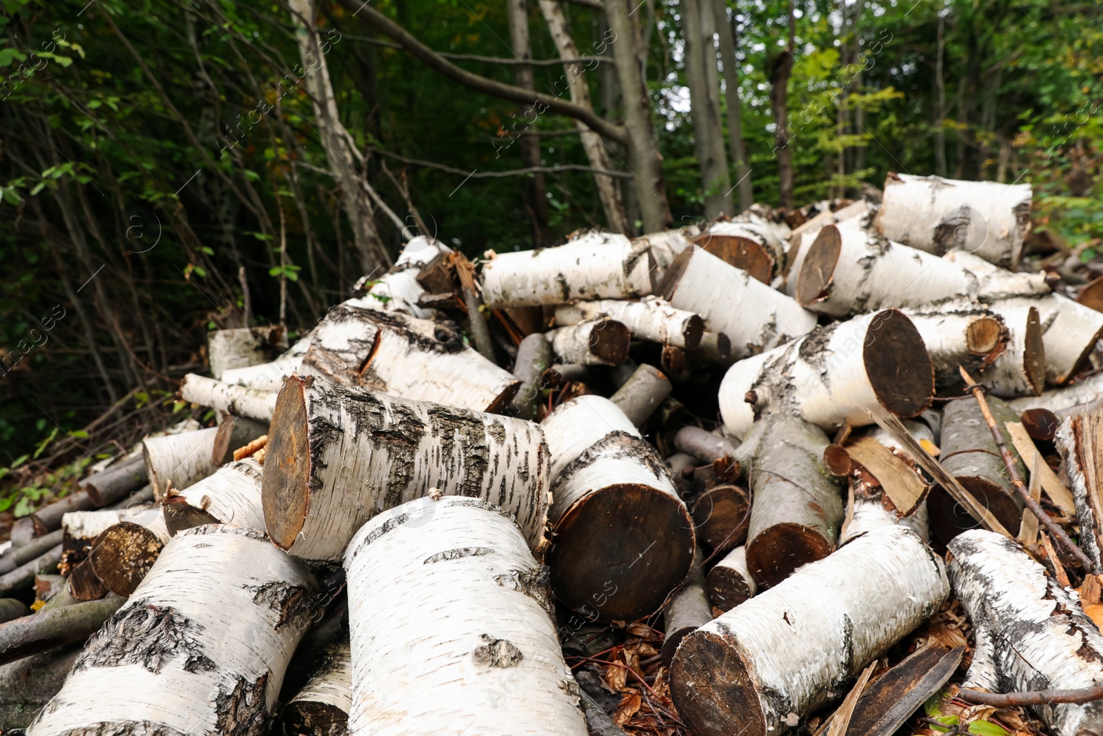 Photo of Cut firewood on ground near forest in autumn