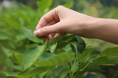 Photo of Woman touching leaves on plant in garden, closeup