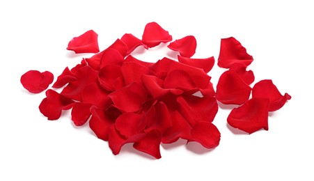 Photo of Many red rose petals on white background