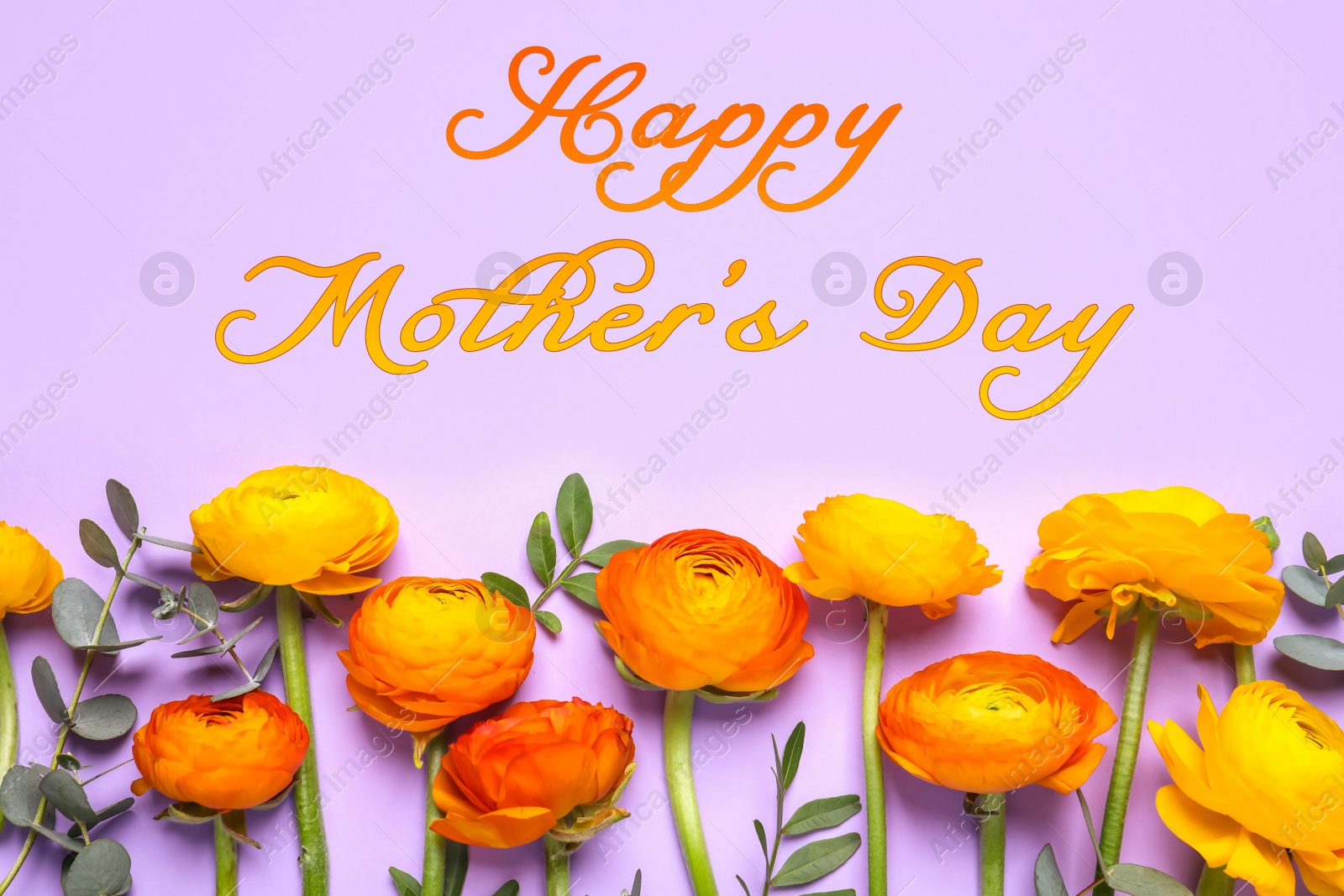 Image of Happy Mother's Day. Beautiful ranunculus flowers on lilac background, flat lay