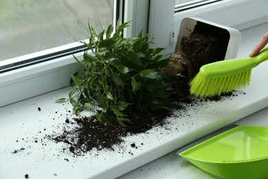 Photo of Woman cleaning window sill from soil at home, closeup