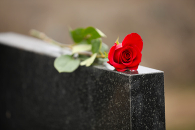 Red rose on black granite tombstone outdoors. Funeral ceremony