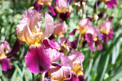 Photo of Beautiful bright irises in garden, space for text. Spring flowers