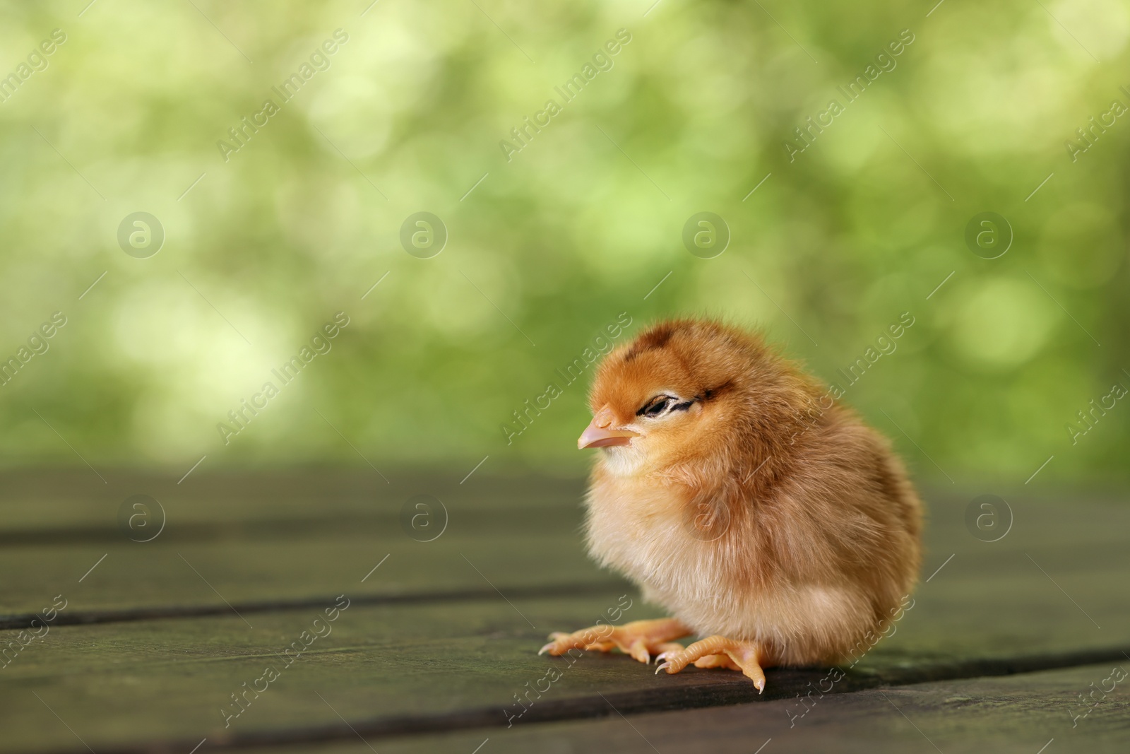 Photo of Cute chick on wooden surface outdoors, closeup with space for text. Baby animal