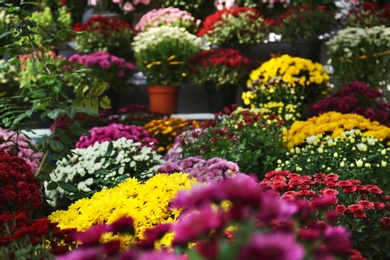 View of fresh beautiful colorful chrysanthemum flowers outdoors