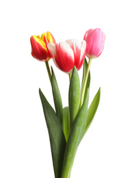 Photo of Beautiful bright spring tulips on white background