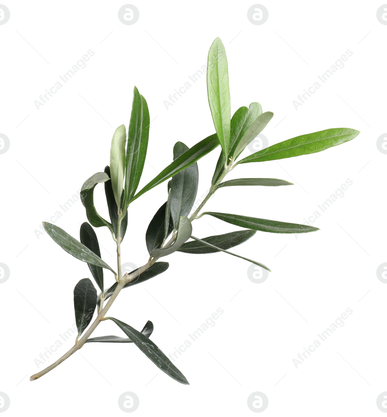 Photo of Olive twig with fresh green leaves on white background