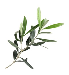Photo of Olive twig with fresh green leaves on white background