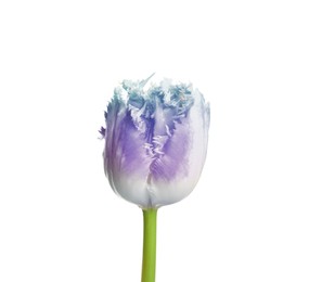 Image of Beautiful blue purple tulip isolated on white. Bright flower