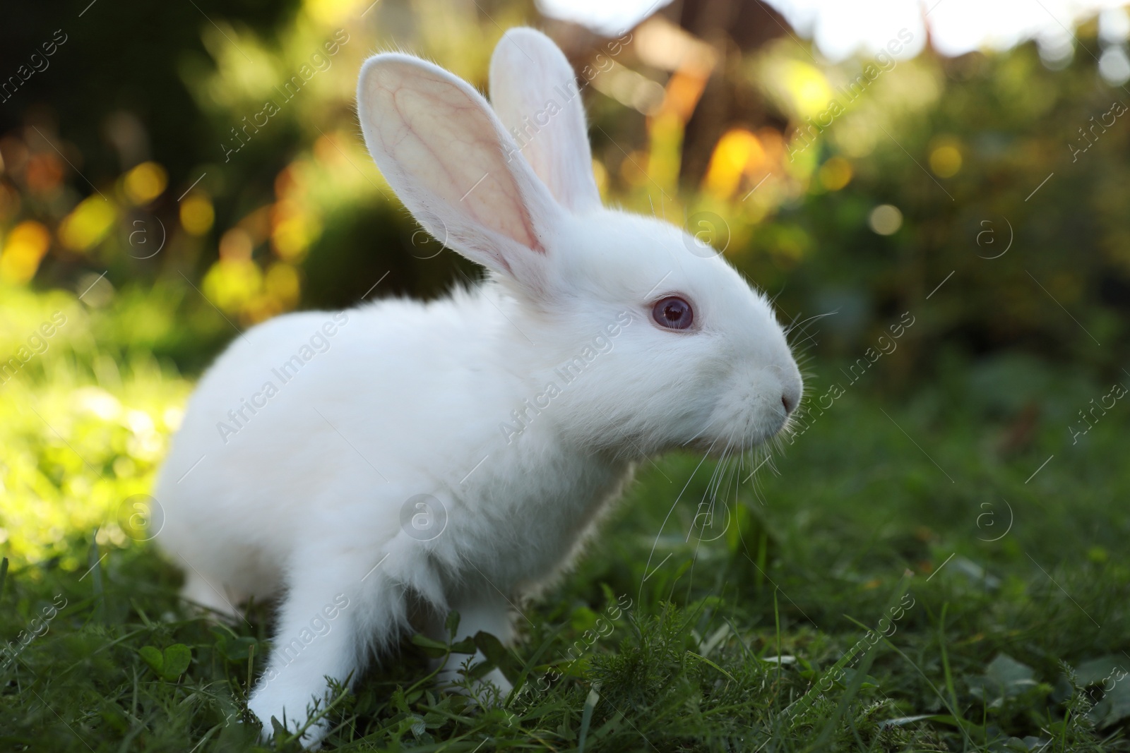 Photo of Cute white rabbit on green grass outdoors