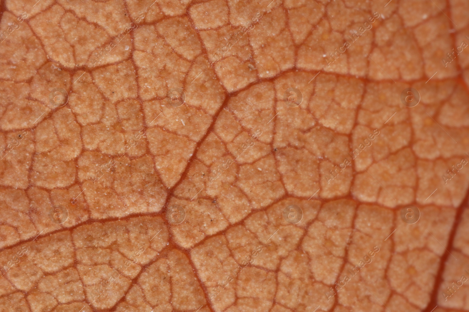 Photo of Texture of beautiful plant as background, macro view