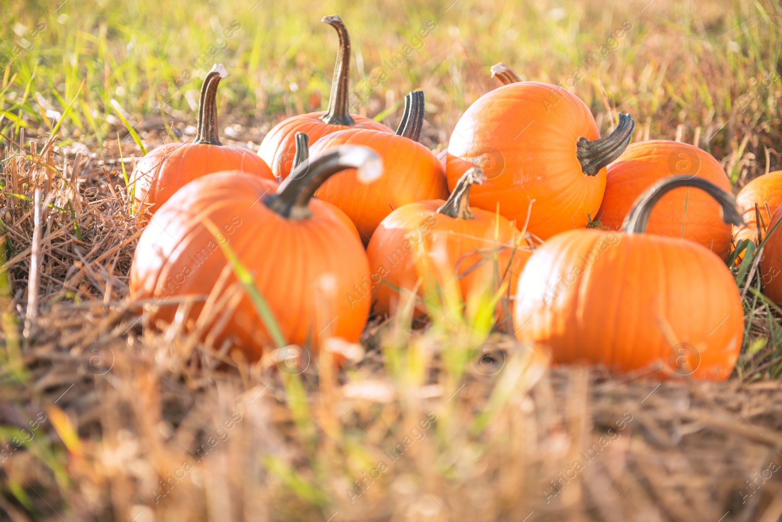 Photo of Many ripe orange pumpkins in field outdoors