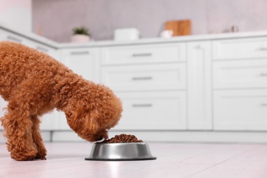 Cute Maltipoo dog feeding from metal bowl on floor in kitchen. Lovely pet