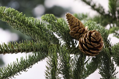 Closeup view of beautiful coniferous tree branch with cones on blurred background