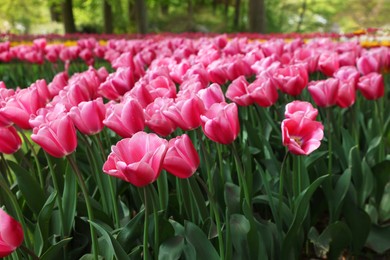 Many beautiful tulip flowers growing outdoors. Spring season