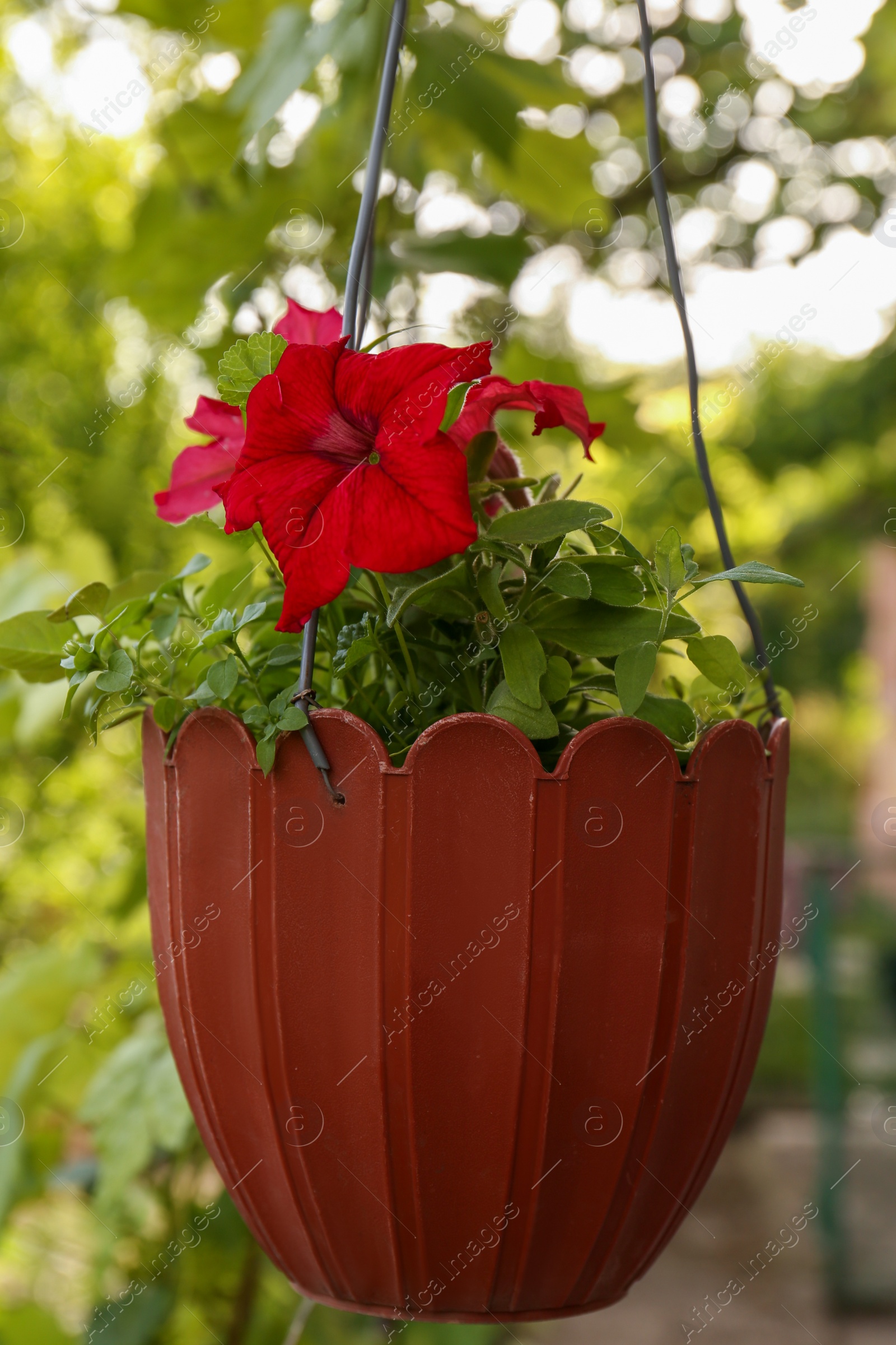 Photo of Potted petunia plant with beautiful bright flowers hanging outdoors