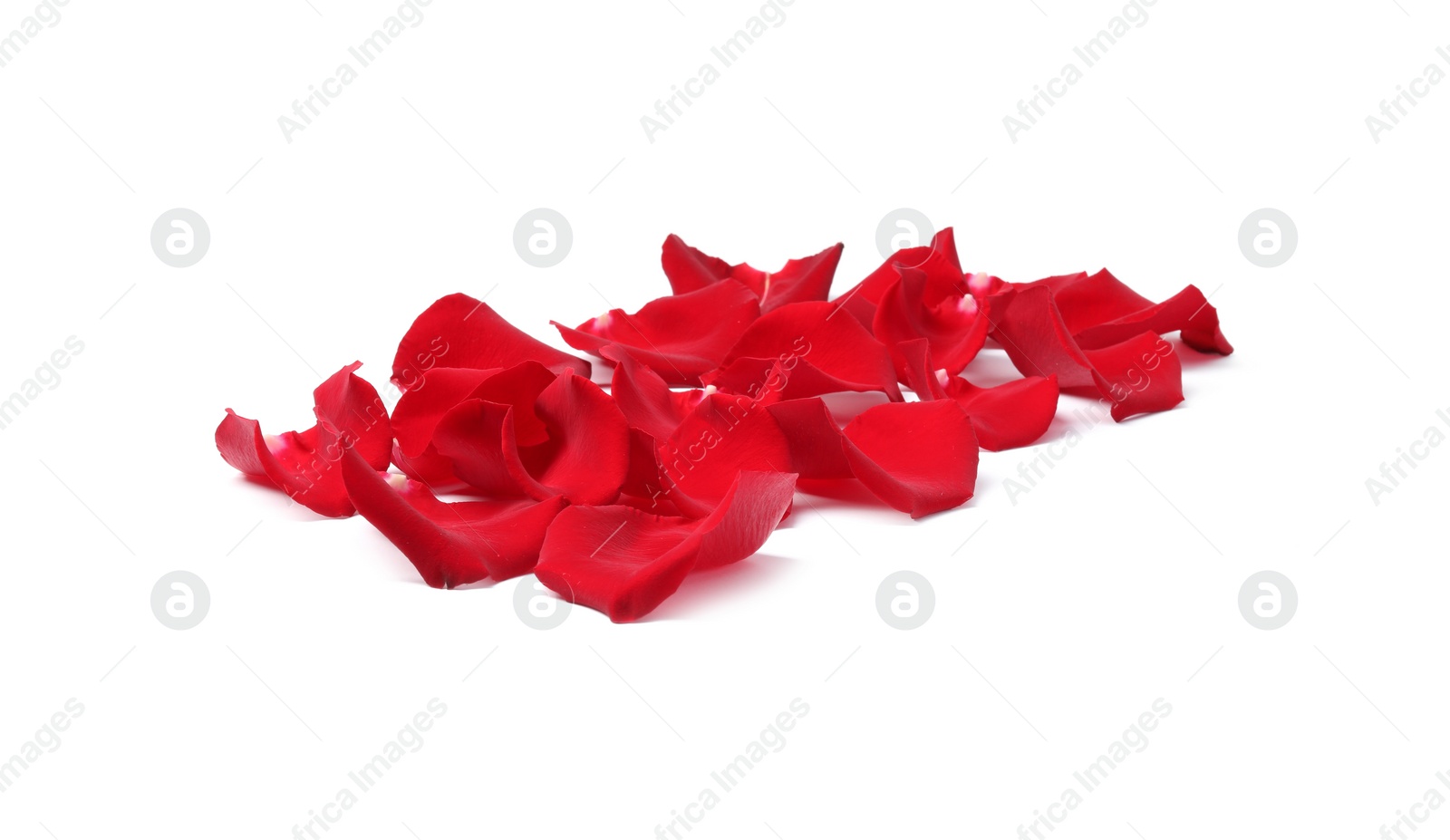 Photo of Beautiful red rose petals on white background