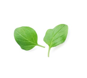 Photo of Aromatic green marjoram leaves isolated on white. Fresh herb