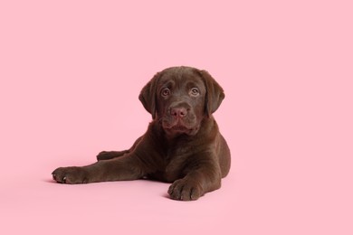 Photo of Cute chocolate Labrador Retriever puppy on pink background