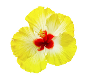 Beautiful tropical hibiscus flower isolated on white