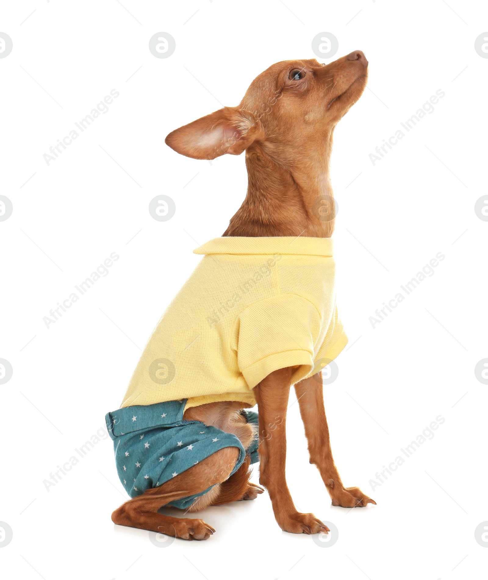 Photo of Cute toy terrier in funny clothes isolated on white. Domestic dog