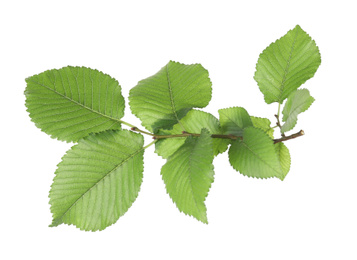 Branch of linden tree with young fresh green leaves isolated on white. Spring season