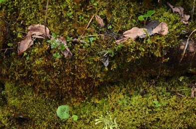 Photo of View of green moss and fallen leaves outdoors