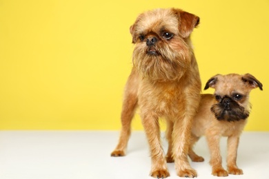 Photo of Studio portrait of funny Brussels Griffon dogs on color background. Space for text