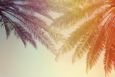 Image of Beautiful tropical palm trees outdoors, toned in pink