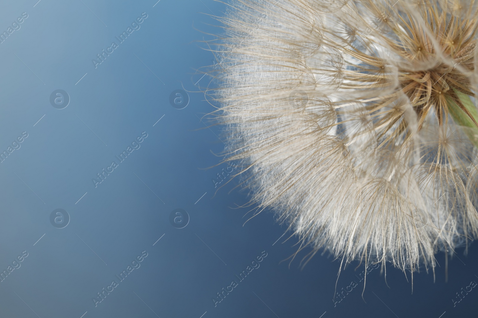 Photo of Beautiful fluffy dandelion flower on blue background, closeup. Space for text
