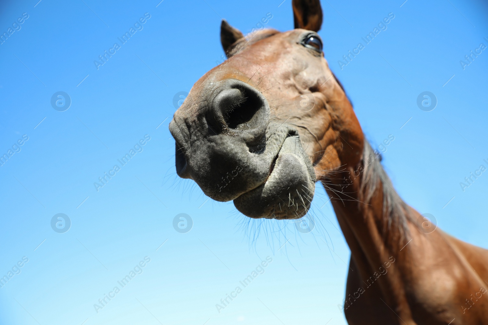 Photo of Chestnut horse outdoors on sunny day, closeup. Beautiful pet