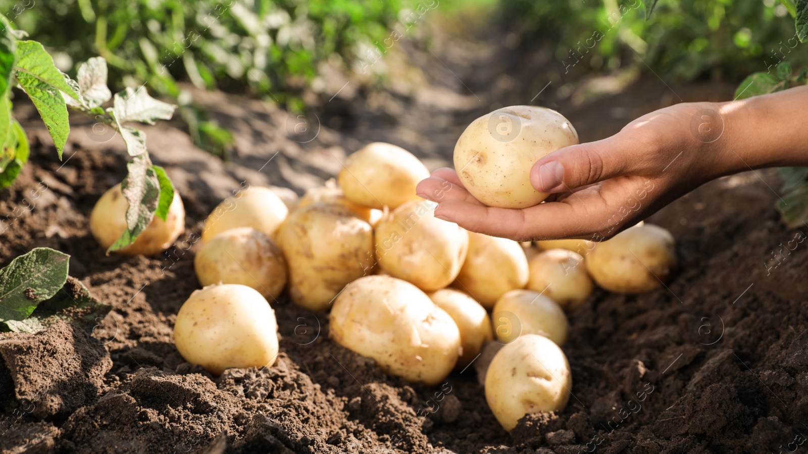 Photo of Woman stacking raw potatoes in field, closeup