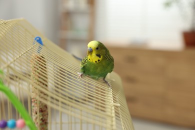 Pet parrot. Beautiful budgerigar siting on cage indoors, space for text