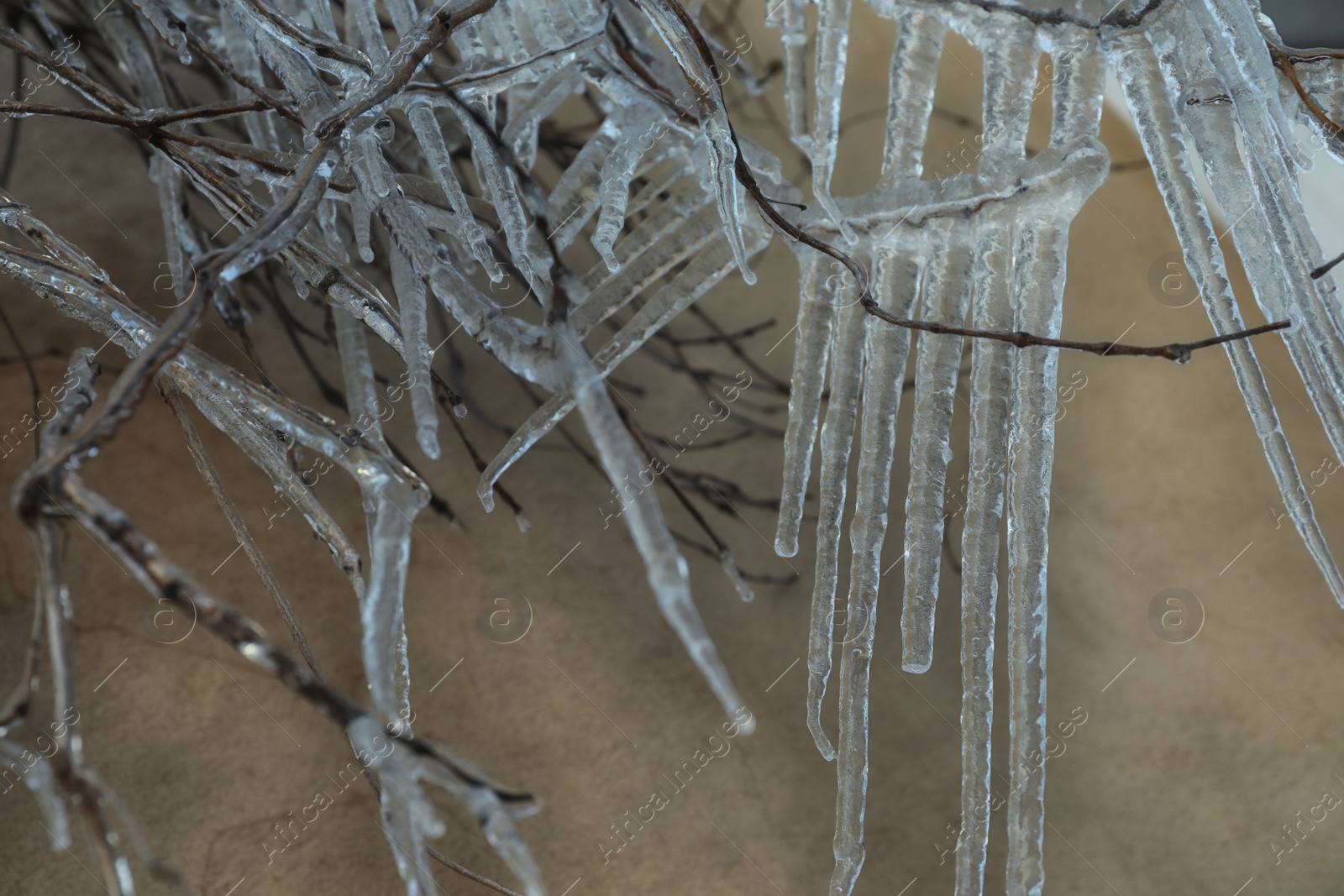 Photo of Tree branches covered with ice near wall outdoors in winter, closeup