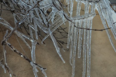 Tree branches covered with ice near wall outdoors in winter, closeup