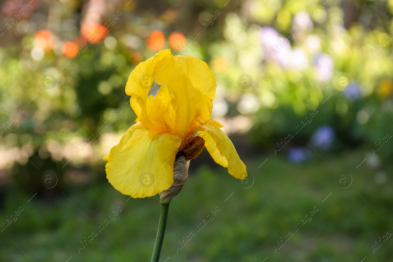 Photo of Beautiful yellow iris flower growing in garden, closeup