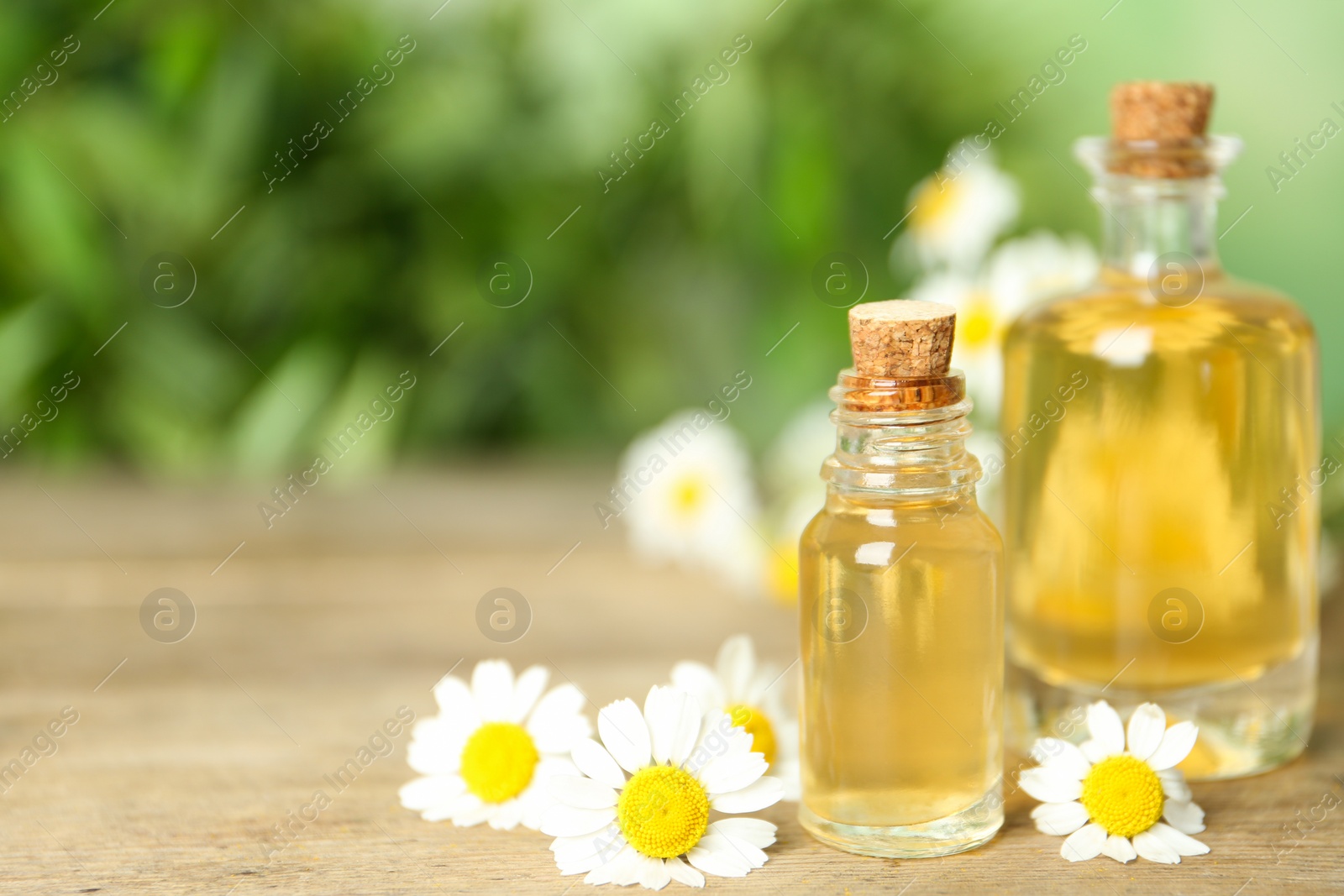 Photo of Bottles of essential oil and chamomiles on wooden table. Space for text