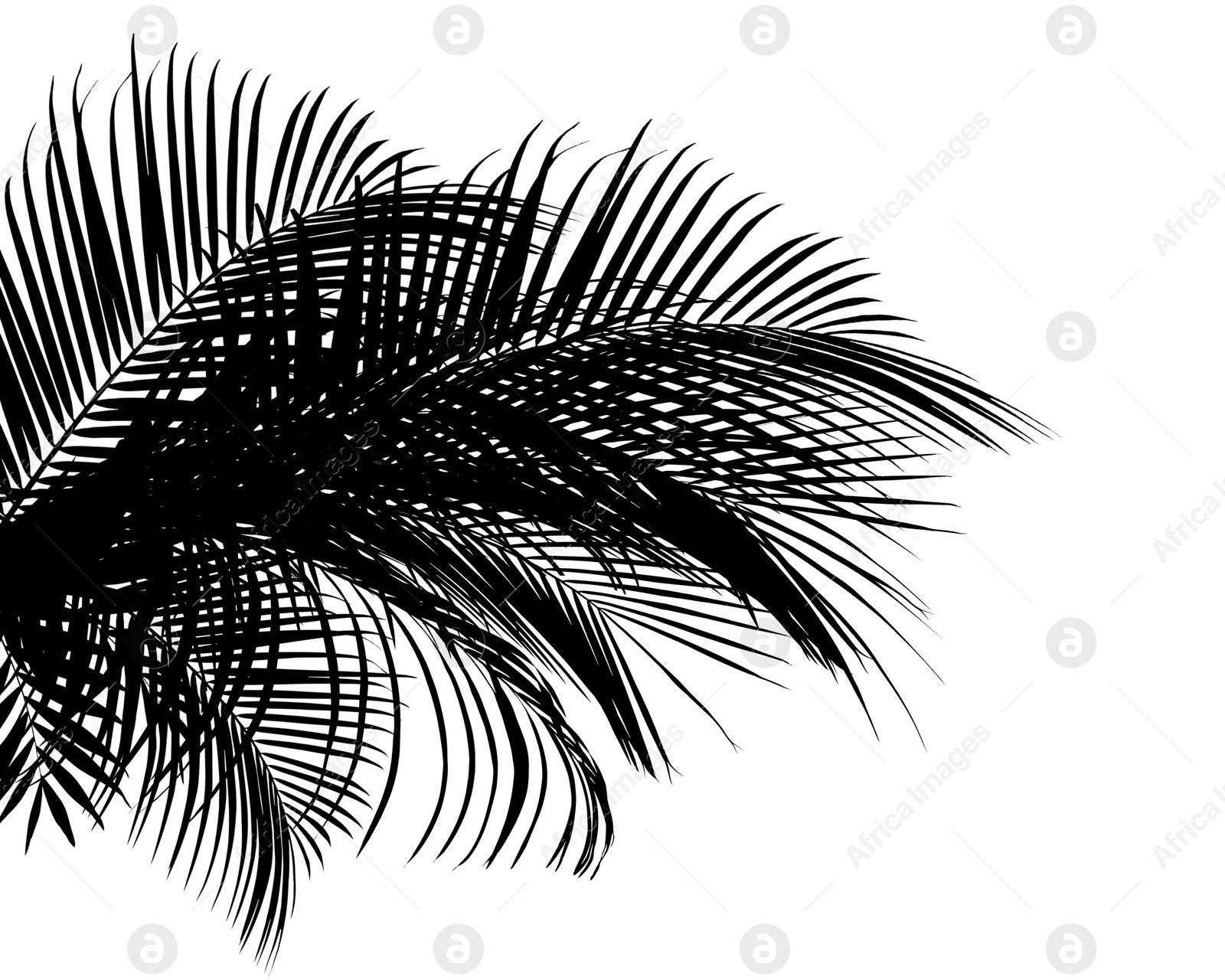 Image of Silhouette of beautiful palm leaves on white background