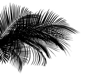 Silhouette of beautiful palm leaves on white background