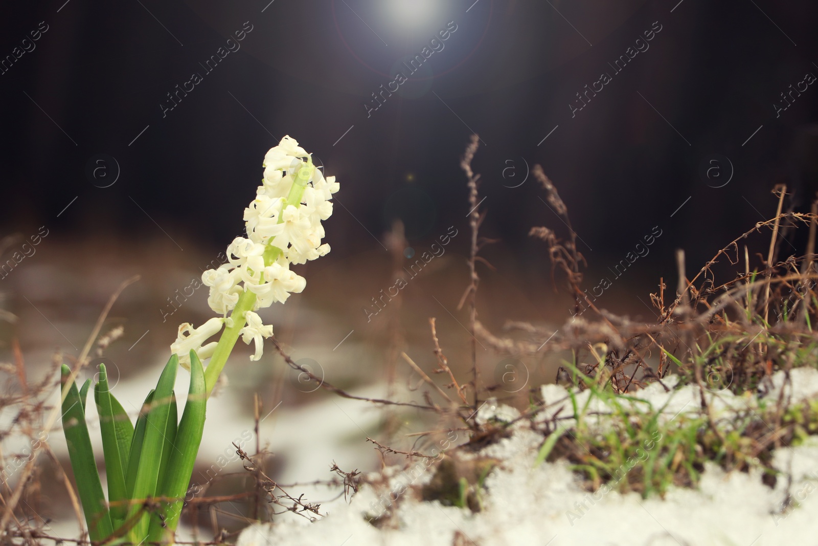 Photo of Beautiful white blooming hyacinth growing outdoors, space for text. First spring flower