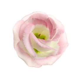 Beautiful fresh Eustoma flower on white background