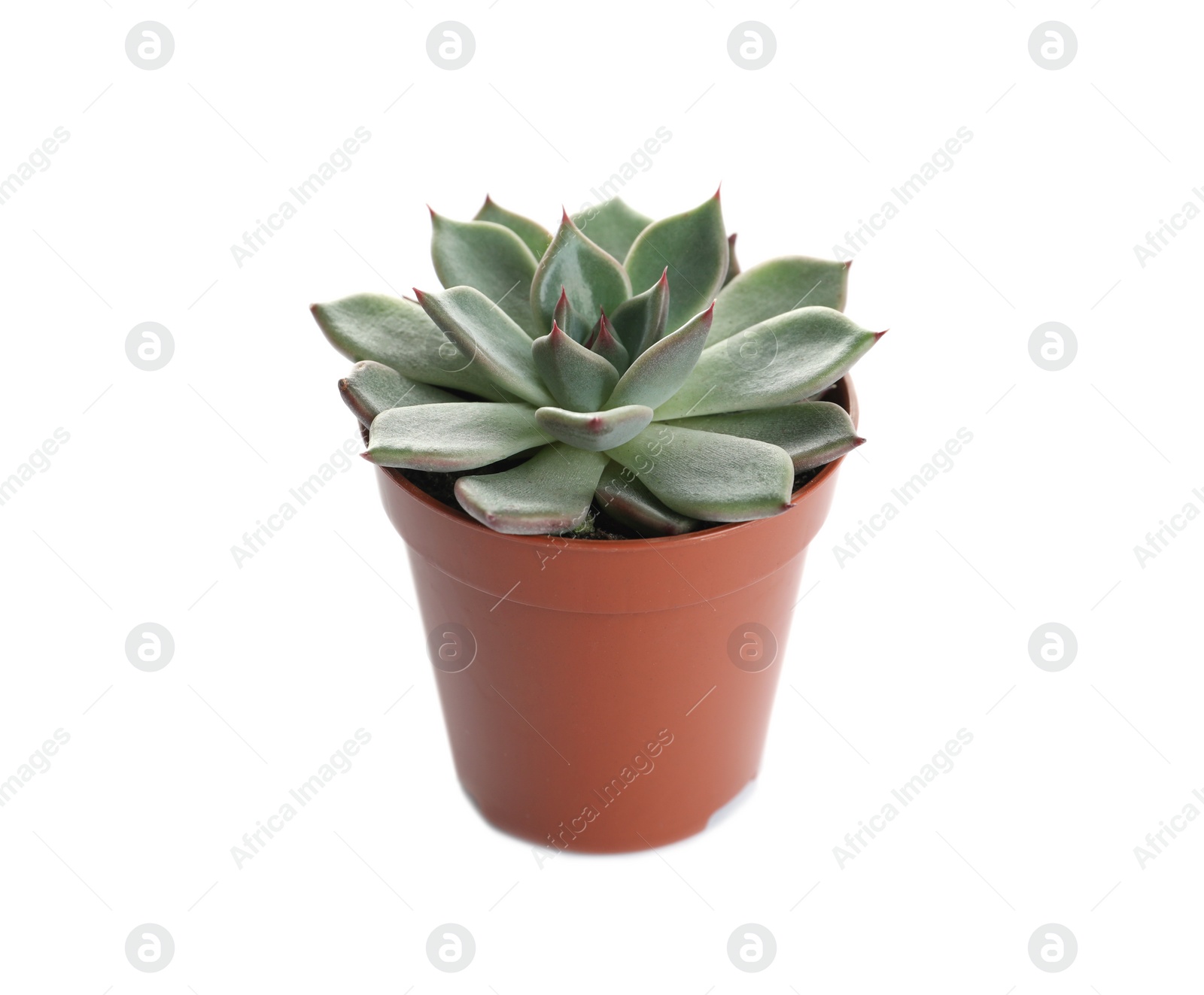 Photo of Succulent plant in flowerpot isolated on white. Home decor