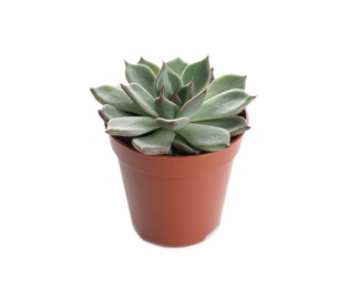 Photo of Succulent plant in flowerpot isolated on white. Home decor